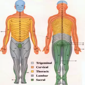 Dermatome